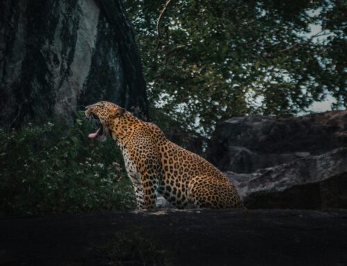 Roar to Rhapsody: Sri Lanka Unveiled